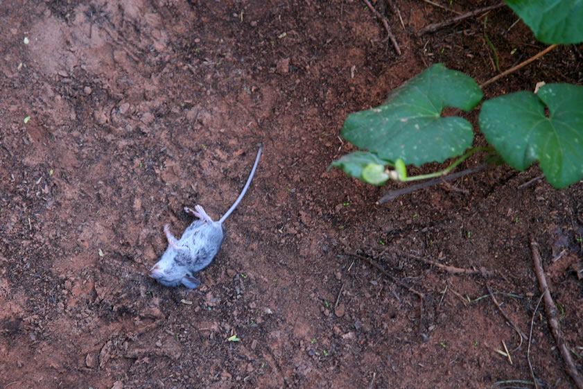 Apparently not so good for mice, though.