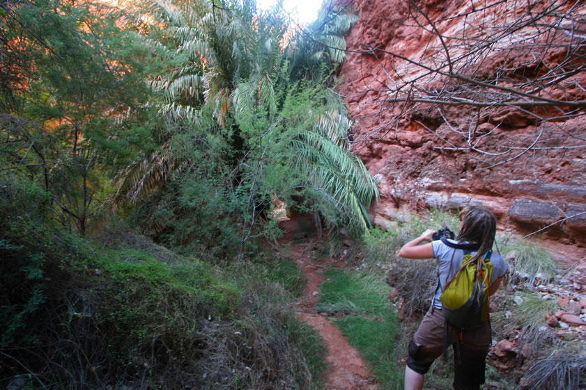 To view the lower part of Beaver Falls requires some interesting climbing.  But first, we have to go through the palm tree!