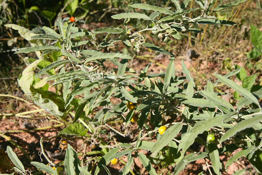 Along the edge of the ponds are lots of interesting plants and flowers.