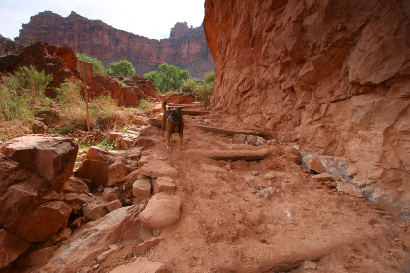 One of the local dogs stops on the trail where Jamie is taking photos to see what she's up to.