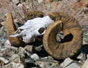skull