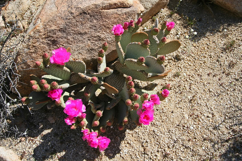 beavertail cactus