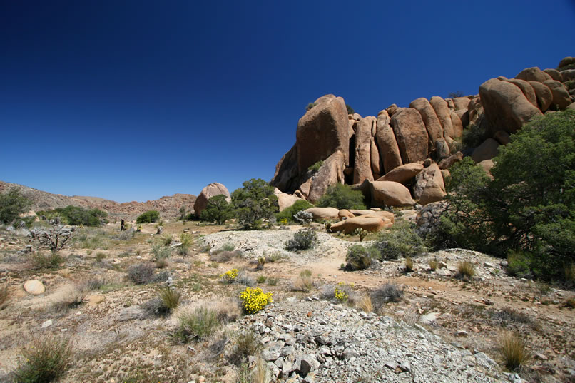 In this wide angle view you can see the light colored tailings piles spread out at the upper part of the clearing.  The mine shaft is under the oak tree to the right of the photo.
