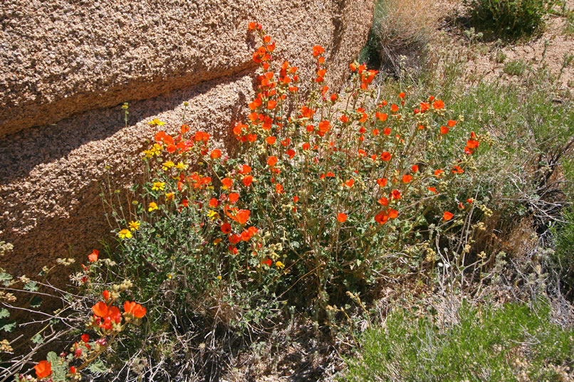 Desert globe mallow, also known as apricot mallow</b></font>.