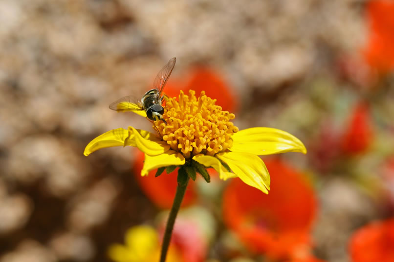 Hey, there's that American hover fly again!  This time it's on what must be a very tasty goldenbush.