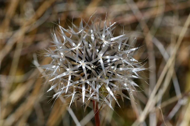 With this last closer look at one of the shimmering silverpuffs, we reluctantly start our return hike.