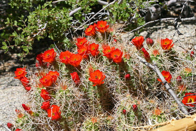 There's also another showy hedgehog cactus nearby. 