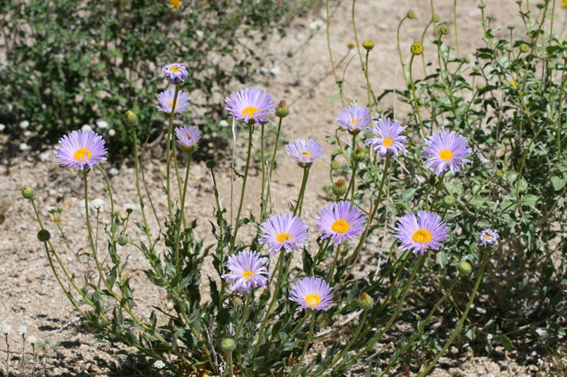 Mojave aster