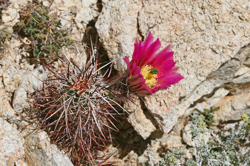 hedgehog cactus