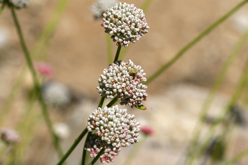 California buckwheat is a big favorite among bees and tarantula hawks.