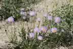 079.jpg (149kb)