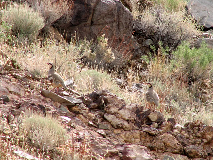Chukar checking us out.