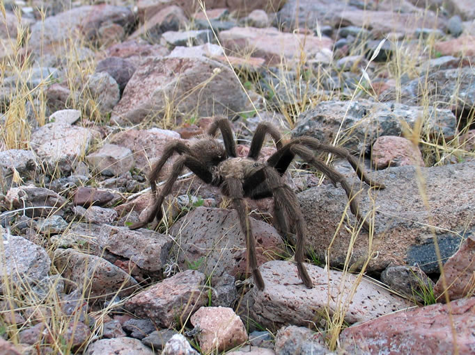Down on the flats we encounter another tarantula out for an early evening stroll.