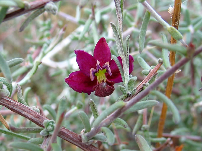 The blossom of the white ratany, a common parasite which attaches itself to the roots of the creosote bush.