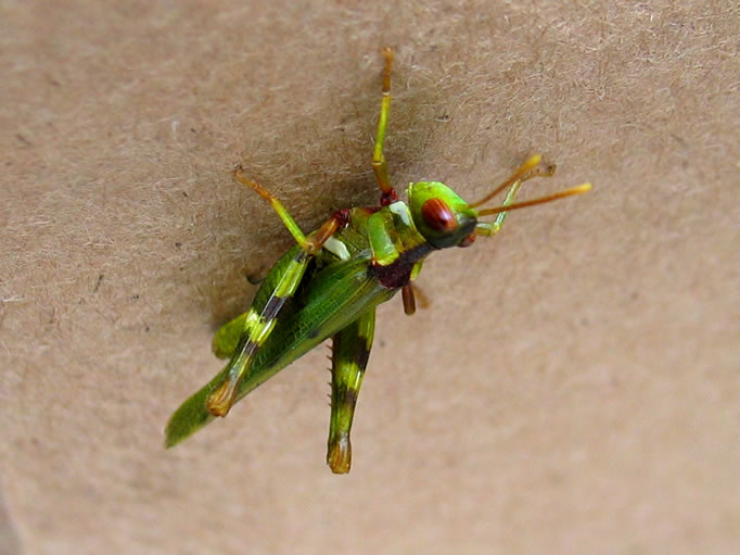 We found this little guy on one of our food bags as we made dinner.
