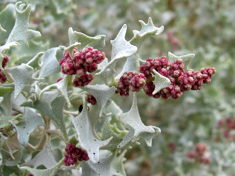 The desert holly blossom.