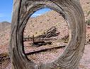 beetle on ocotillo at McCain Spring