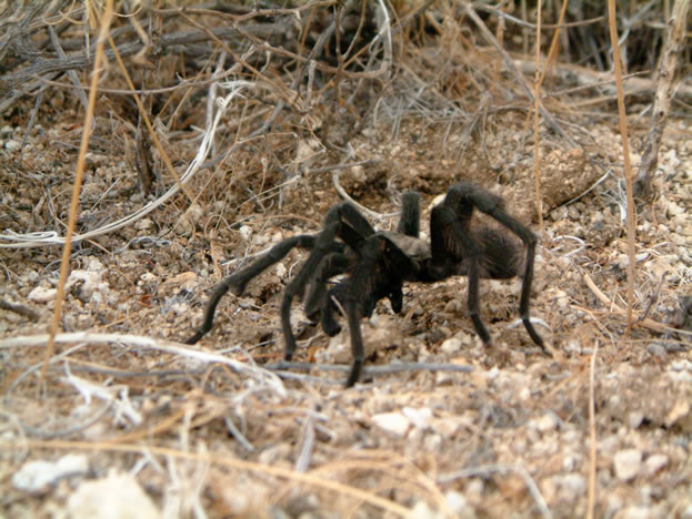Before setting up camp we came upon many, many legged friends.