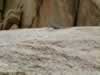 Another banded rock lizard keeps an eye on us. (64kb)