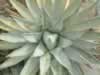 agave (60kb)