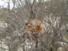 bird's nest (129kb)