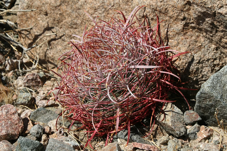 The hillsides are dotted with small barrel cacti.