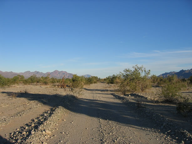 At 7:00 AM we pointed our noses north and started hiking.  We hoped the tire tracks were made by a BLM ranger.