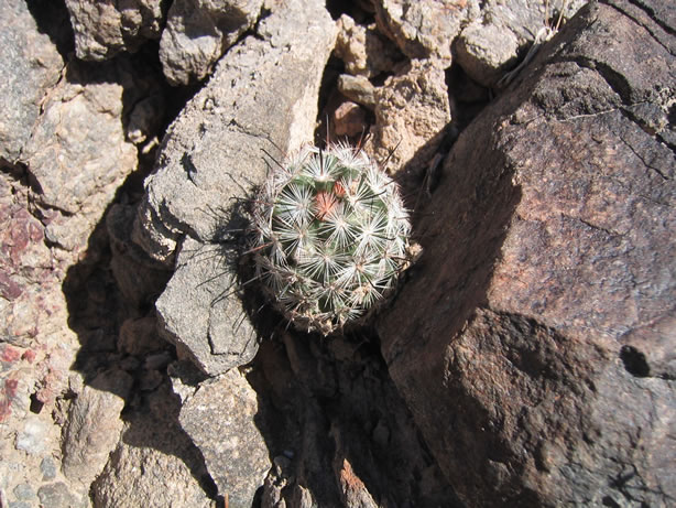 fishhook cactus 