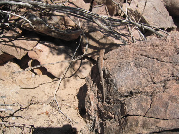 The Indians believed that lizards were associated with the supernatural because of their ability to enter into cracks which led to the spirit world.