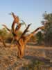 Exploring near camp we found this ironwood snag lit up by the sunset.  (98kb)