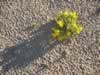 Long shadows in the morning. (138kb)