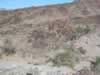 Most of the petroglyphs were found along both sides of the side wash where McCoy Spring is located. (92kb)
