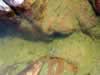 Tiny tadpoles in a water filled depression in the wash. (93kb)