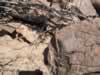 The Indians believed that lizards were associated with the supernatural because of their ability to enter into cracks which led to the spirit world. (102kb)