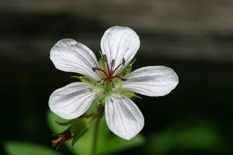 Notice the intricate details found in this Richardson's geranium.