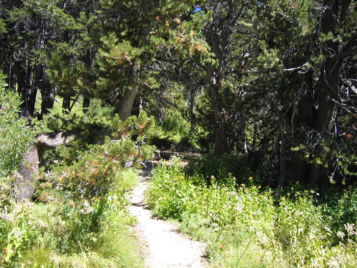 High Creek had lots of flowers and greenery.