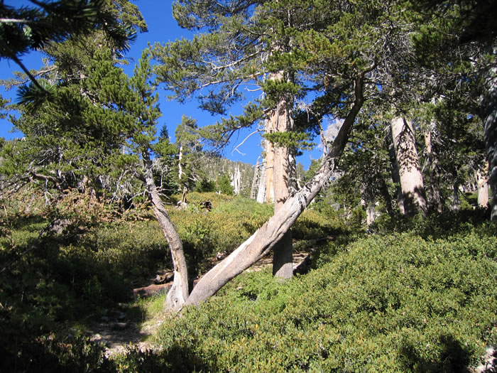 High Creek is a very pleasant place to camp with great views and cold water.