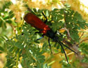 beetle on ocotillo at McCain Spring