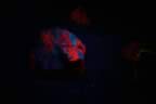 019.jpg (32kb)