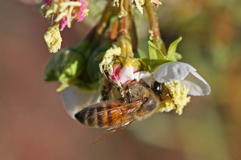 The bees really like the brown-eyed primrose.