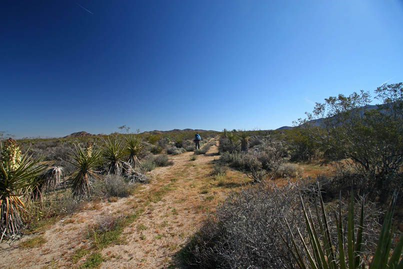 The old road is in good shape and easy to follow as it steadily climbs away from Cottonwood Spring.