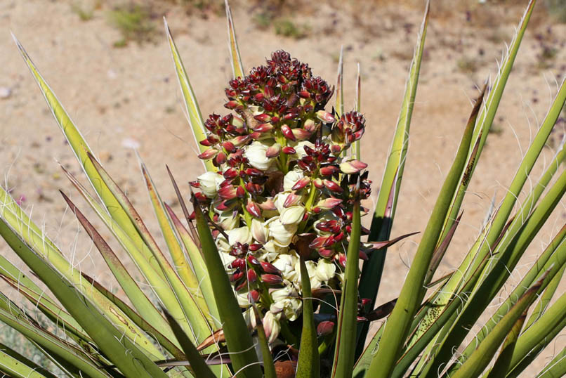 A colorful yucca blossom.