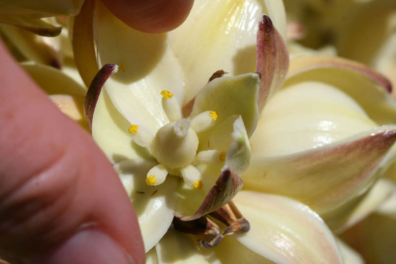 Niki shows the interesting inner structure of the blossom.