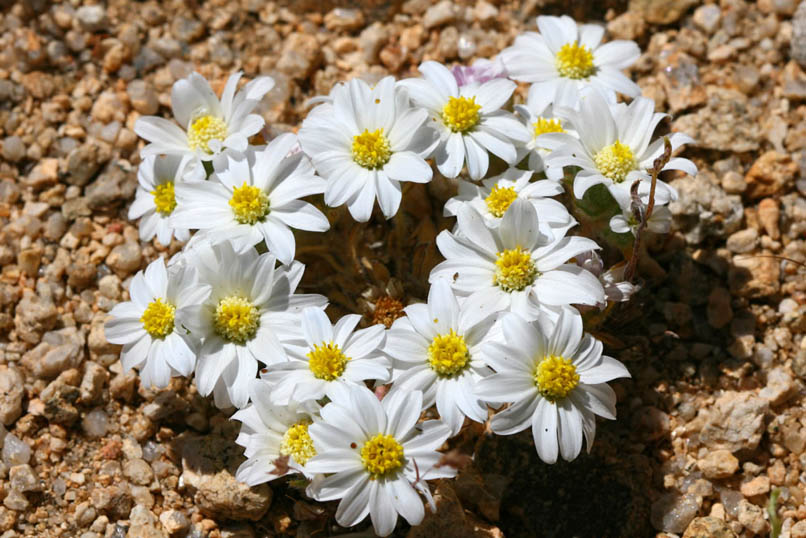 small desert star