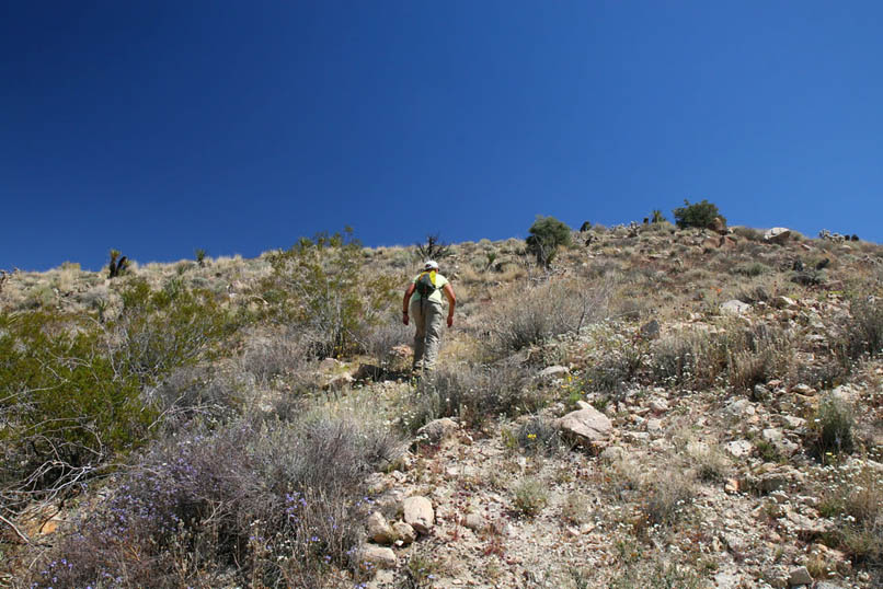 Although the route looked good on the topo map and satellite images, in reality it's a pretty tough slog.  It turns out that we're crossing a hilly area that's cut with deep washes and cloaked with dense vegetation.