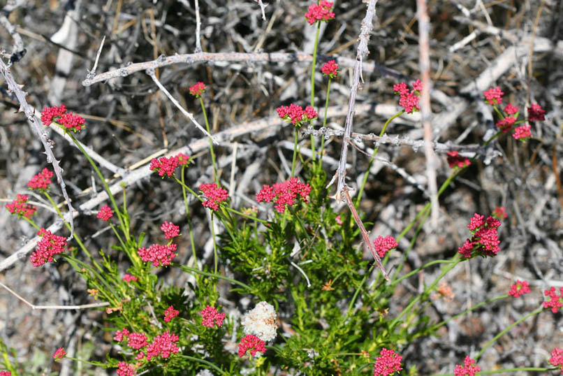 These tight, colorful red buckwheat buds are almost ready to burst open.