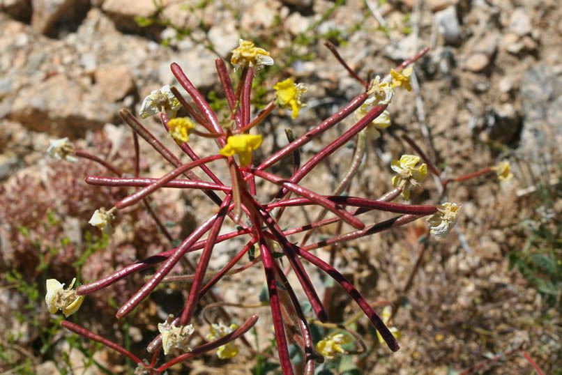 We think that this is camissonia walkeri, otherwise known as Walker's suncup.  It's an unusual looking member of the evening primrose family.