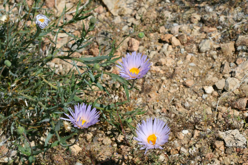 Mojave aster