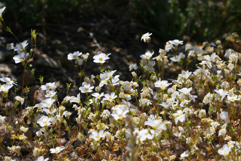 Extensive carpets of golden desert trumpets cover the flats and hillsides.
