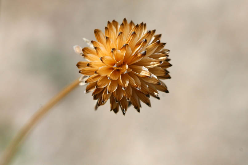 Even the skeletal remains of some wildflower blossoms have a beauty all their own.